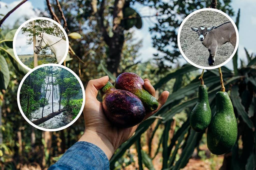 Jardinópolis, a Capital do abacate