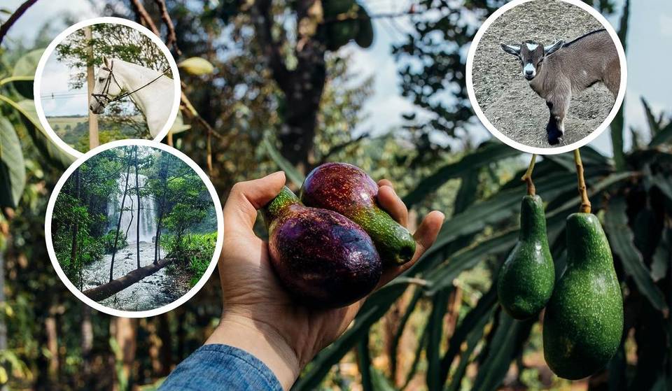 O que fazer na “Capital do Abacate”? Conheça o refúgio em SP com trilhas, haras e gastronomia colonial