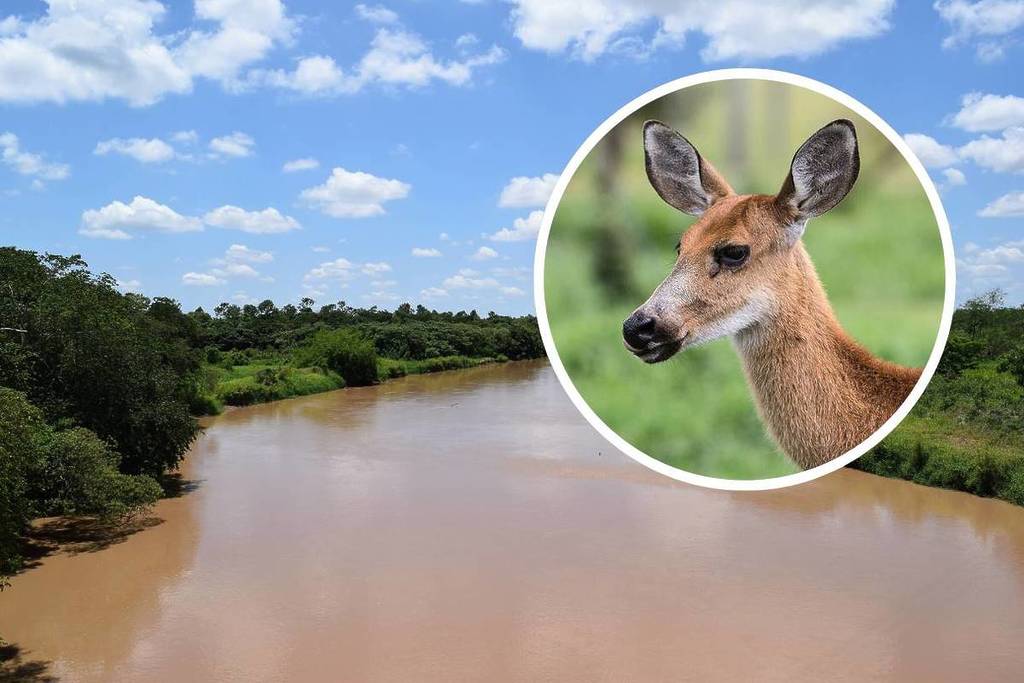 parque estadual do aguapeí interior de sp