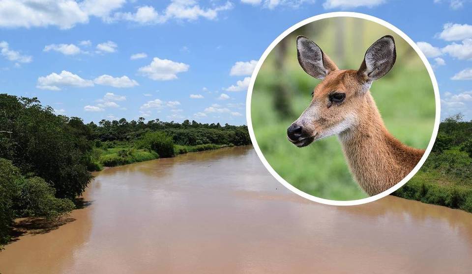 O maior cervo da América do Sul vive escondido nesta reserva em SP: refúgio no “Pantanal Paulista” nasceu após um desastre ambiental