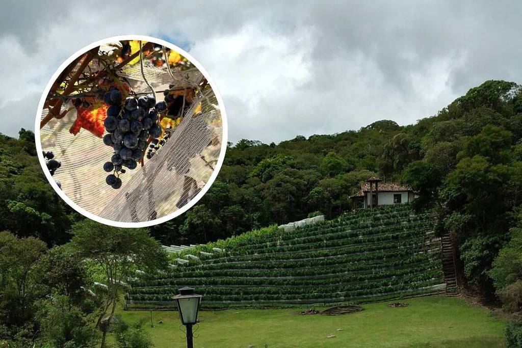 Ferreira & Passero Vinhos vinícola em são roque sp