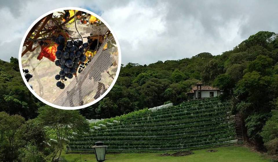 La mansión de 200 años que se ha convertido en una parada obligatoria en la Ruta del Vino: descubre esta bodega familiar a una hora de São Paulo.