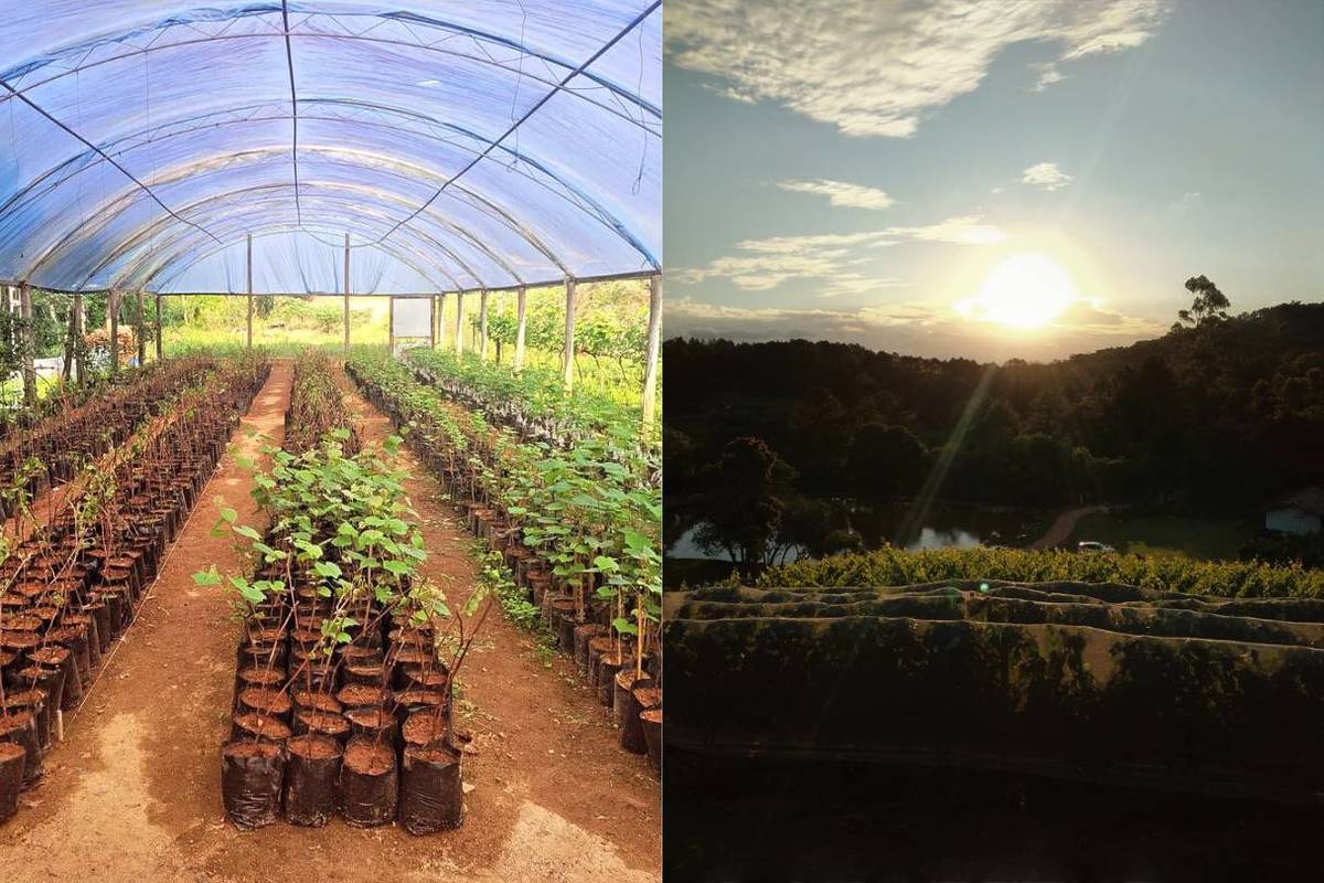 Ferreira & Passero Vinhos vinícola em são roque sp