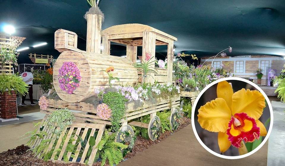 Conheça a “Cidade das Orquídeas” a poucos km de Jundiaí: tem trilhas na Mata Atlântica, festa tradicional e flores raras que encantam colecionadores