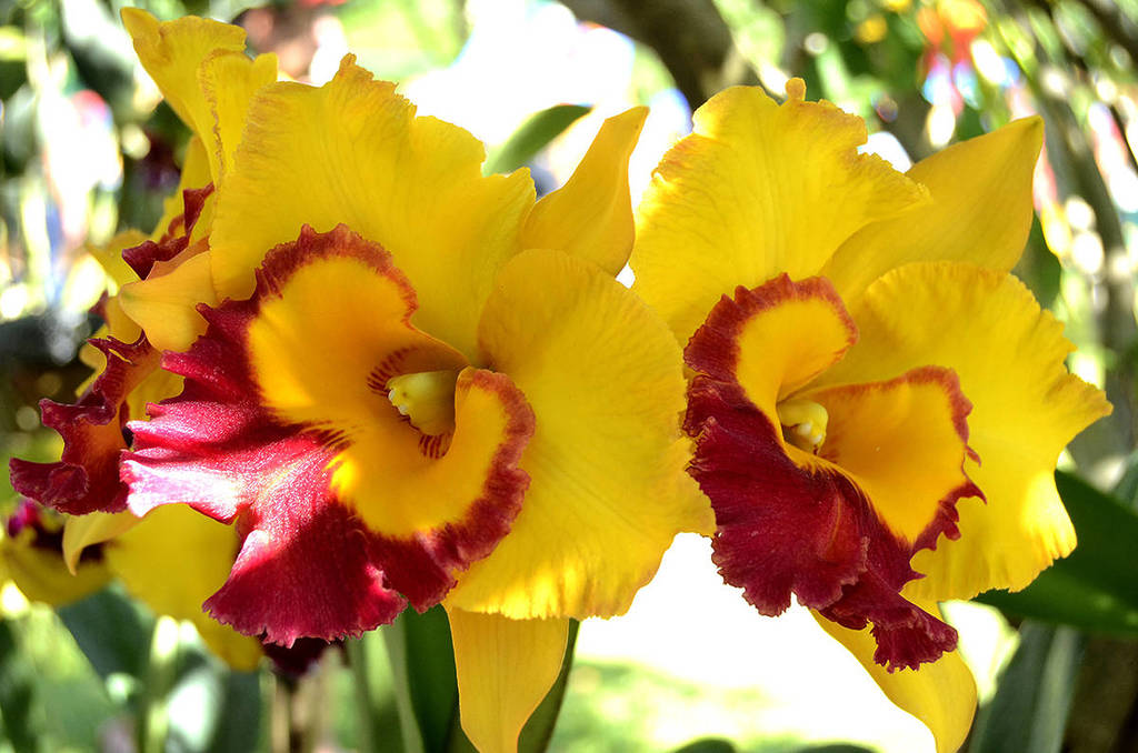 Várzea Paulista, The City of Orchids