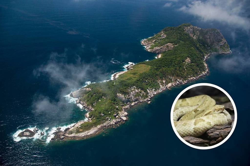 Ilha da Queimada Grande, a “Ilha das Cobras”, litoral Sul de São Paulo