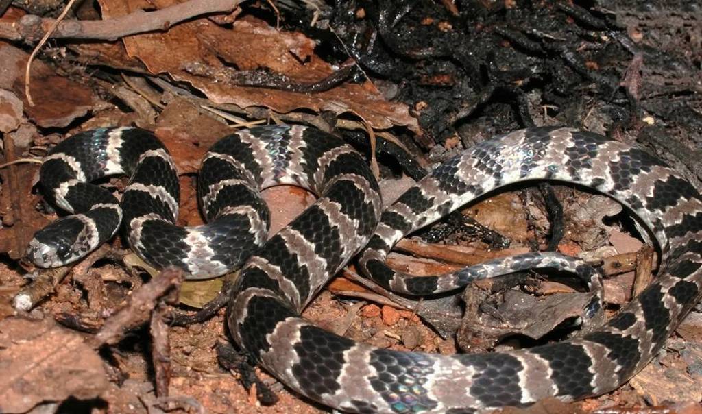 Ilha da Queimada Grande, a “Ilha das Cobras”, no litoral sul