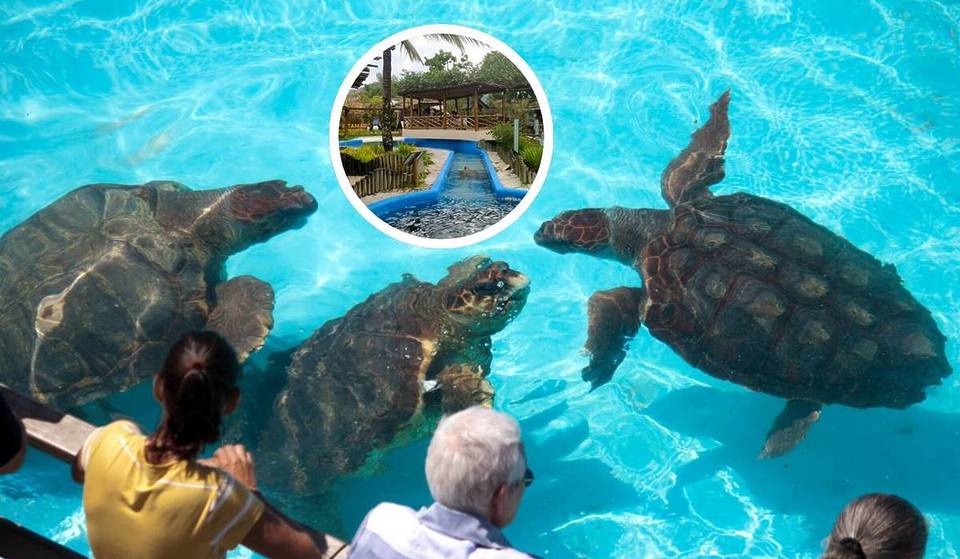 El refugio secreto de las tortugas en la costa de São Paulo: cómo un pueblecito de pescadores se convirtió en el mayor aliado de la conservación marina