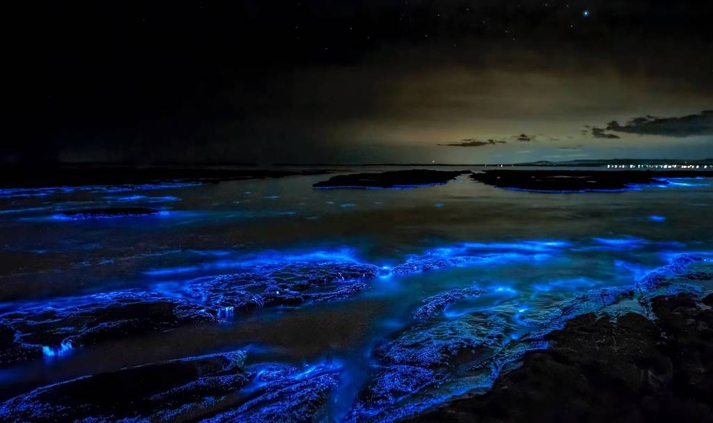 praias que brilham no escuro em são paulo bioluminescência marinha ubatuba ilhabela