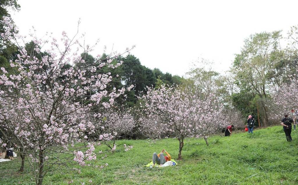 cherry blossom festival Carmo Park in São Paulo East Zone