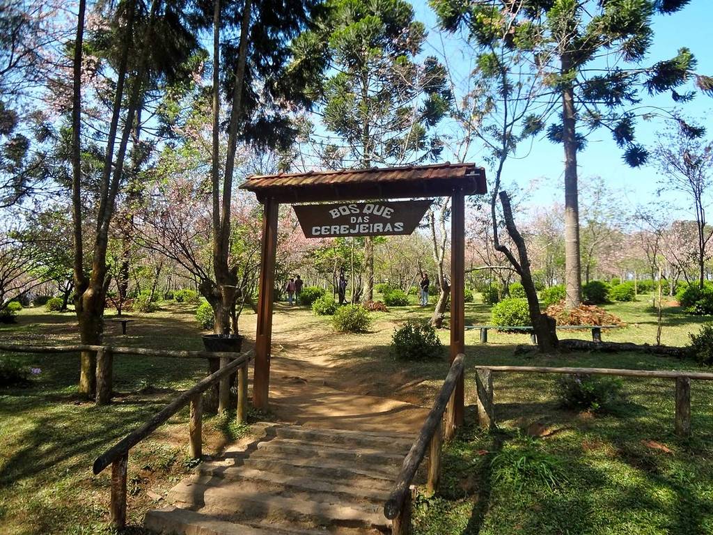 cherry blossom festival Carmo Park in São Paulo East Zone