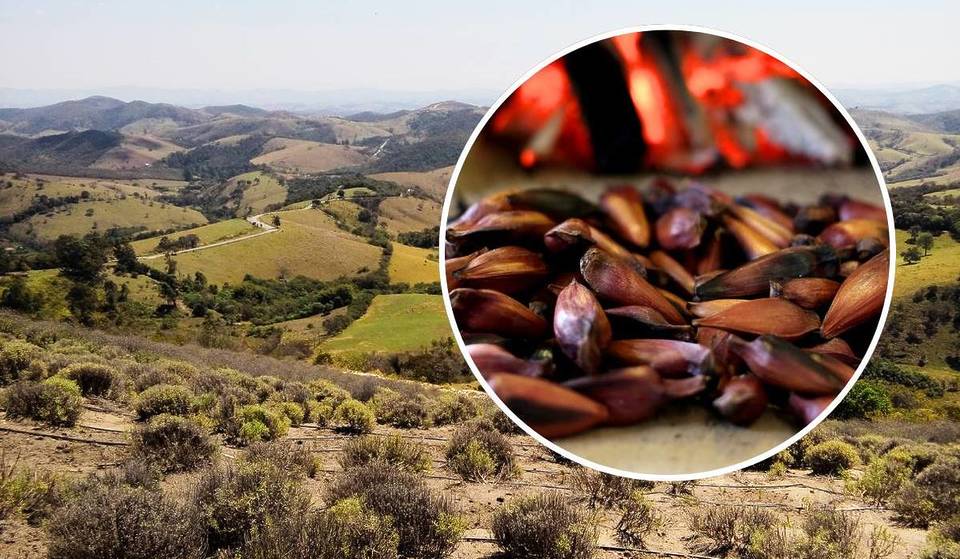 A 3h de SP, esta cidade na Serra da Mantiqueira celebra o pinhão com festival gratuito a partir de abril!