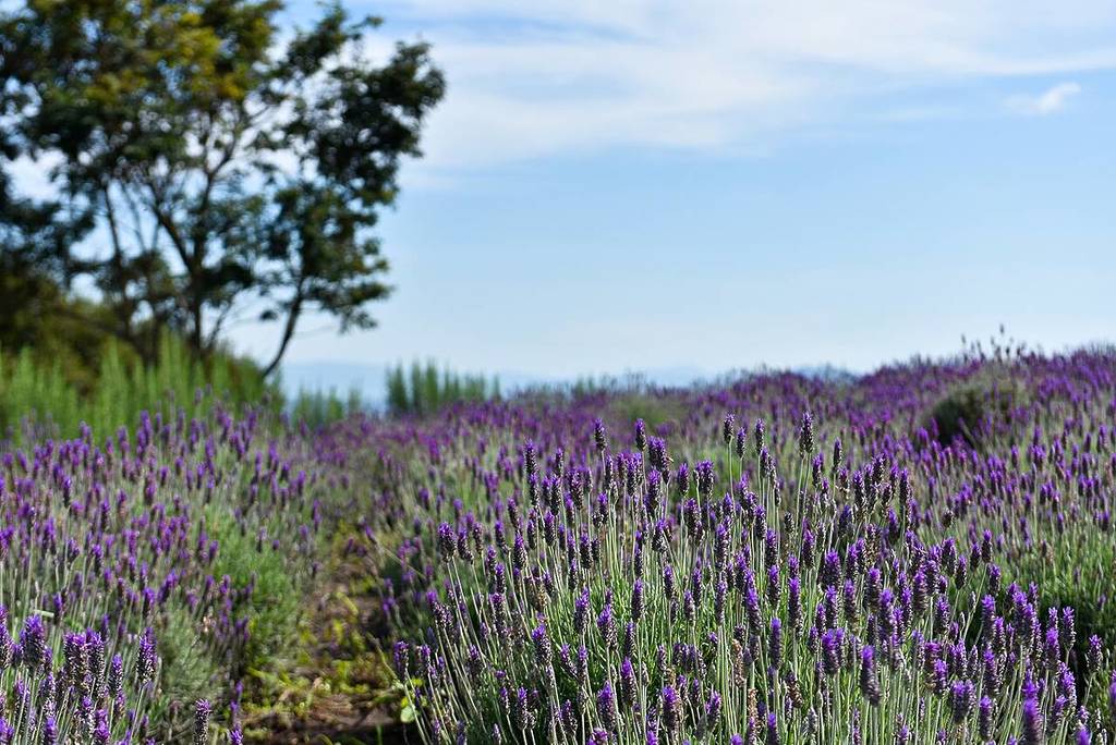 o lavandário cunha campos de lavanda feriado em abril sp
