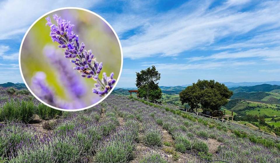 Brazil’s largest lavender field is a 3-hour drive from São Paulo and looks like a movie set, with spectacular views of the Mantiqueira Mountains