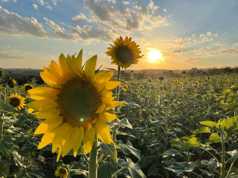 campos de girasoles en Indaiatuba qué hacer en primavera en São Paulo dónde ver flores