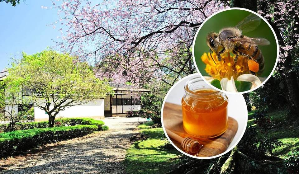 Aproveite um festival dedicado às abelhas e ao mel a partir de apenas R$ 7 neste feriado, em um refúgio japonês no coração de SP