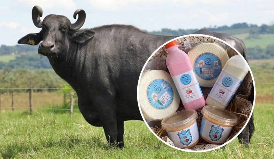 City of Mansions, 2 hours from São Paulo, hides a farm with artisanal buffalo cheese and gentle animals weighing up to a ton—and you can visit it