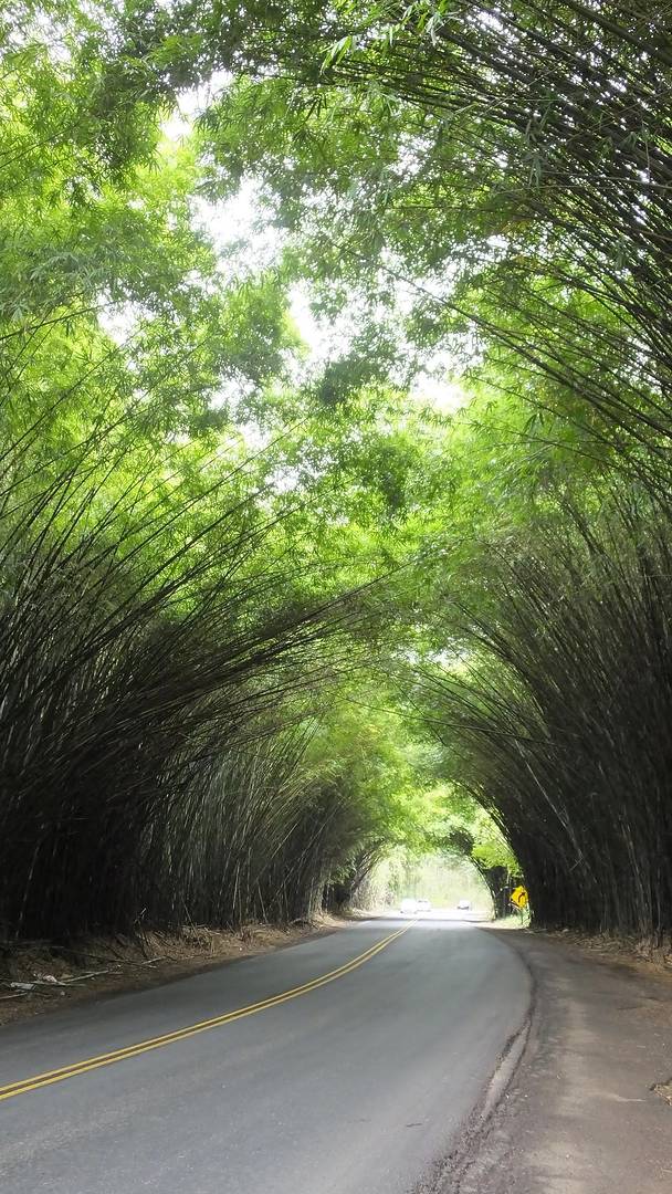 El famoso «corredor verde» que filtra la luz del sol se encuentra en esta ciudad de 14 000 habitantes en el interior de São Paulo