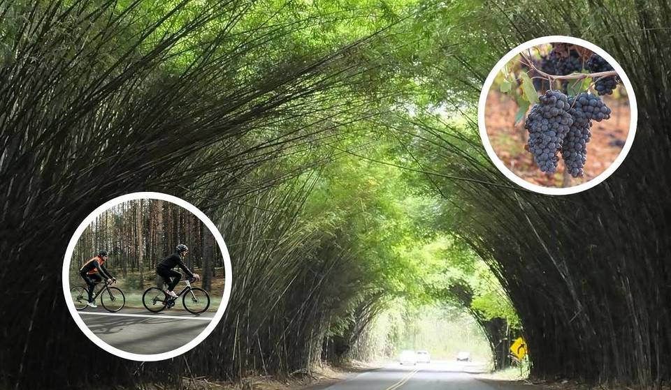 O famoso “corredor verde” que filtra a luz do sol fica nesta cidade de 14 mil habitantes no interior de SP