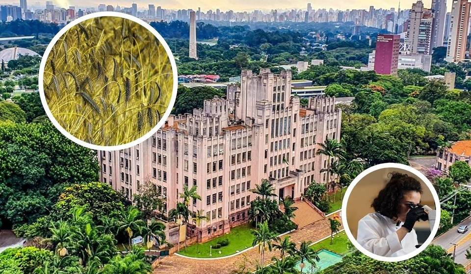 O maior cafezal urbano do mundo fica no Instituto Biológico de SP — espaço na Vila Mariana tem 3 mil pés e visitas gratuitas