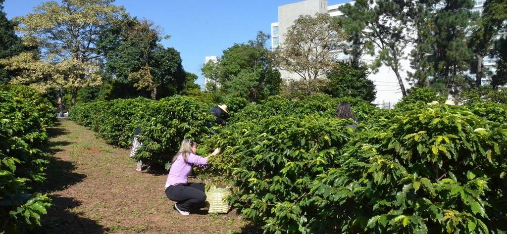 the world’s largest urban coffee plantation