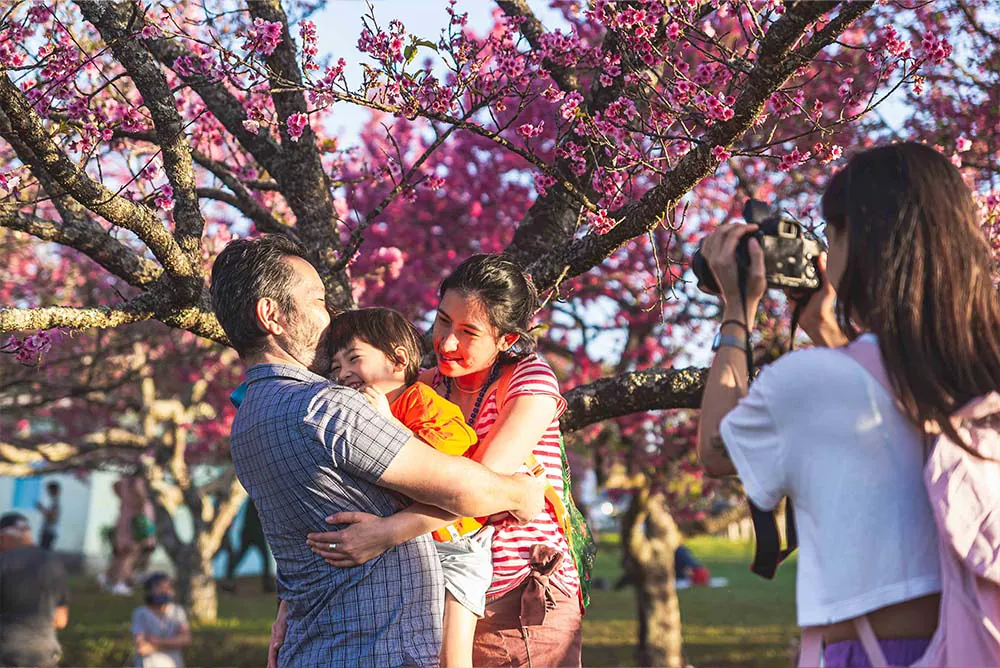 festival das cerejeiras sakura matsuri são roque 2026 parque bunkyo interior são paulobunkyo 