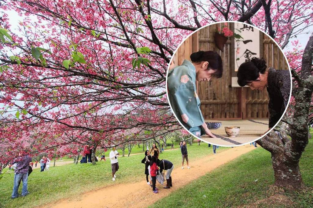 festival das cerejeiras sakura matsuri são roque 2026 parque bunkyo interior são paulobunkyo