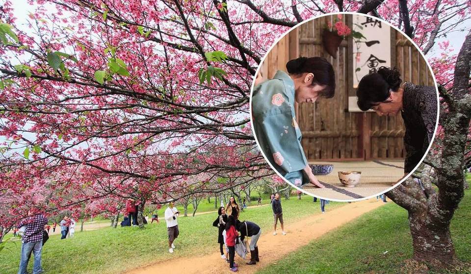 Um dos maiores bosques de cerejeiras do Brasil fica a 1h de SP: 29ª edição do Sakura Matsuri é gratuito, tem 1.000 árvores floridas e ônibus saindo da Liberdade