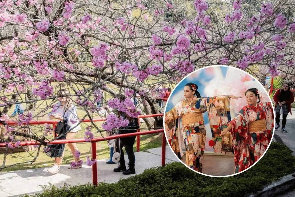 2026 Cherry Blossom Festival Campos do Jordão São Paulo Countryside Festival