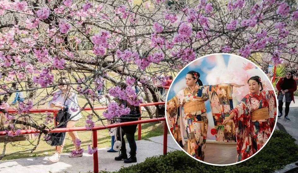 A 2h30 de SP, festival de inverno tradicional celebra o desabrochar das cerejeiras com culinária japonesa e ingressos a partir de R$ 30