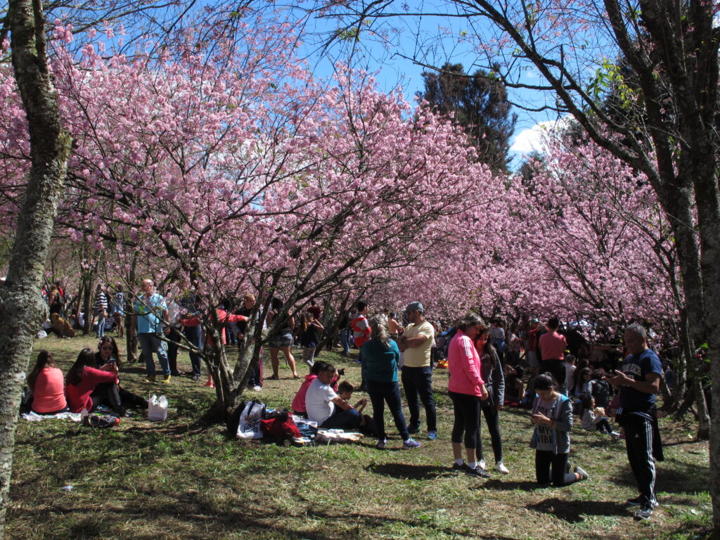 cherry blossom festival parque do carmo 2026 sakura matsuri são paulo