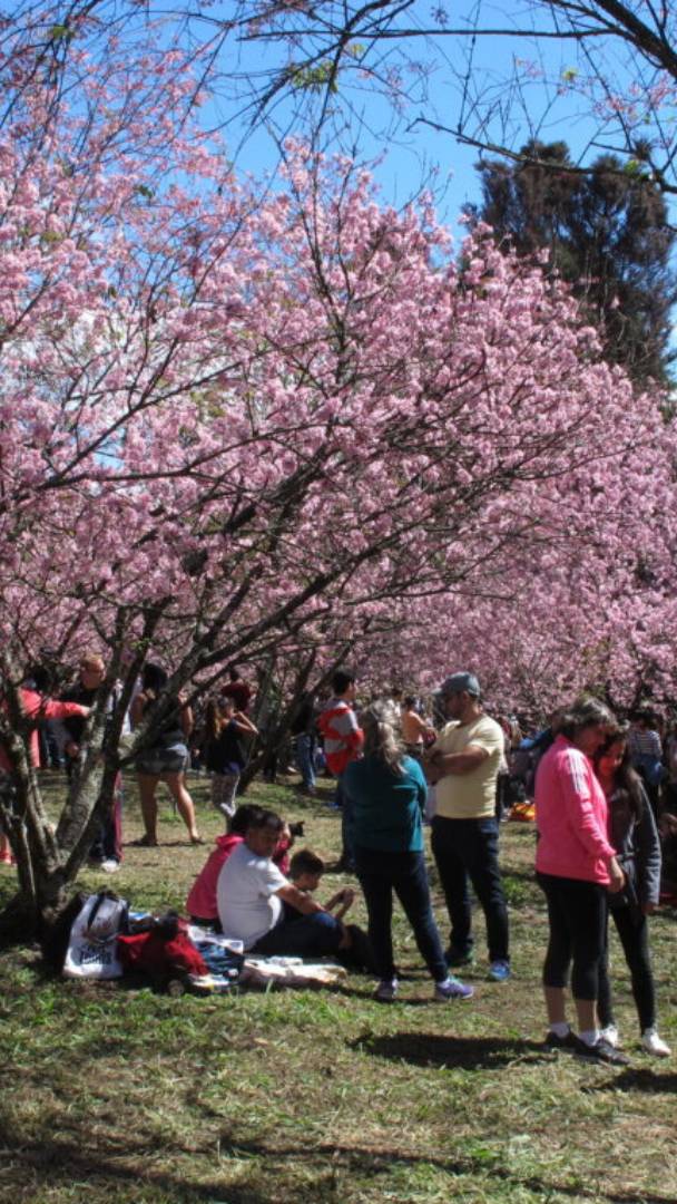 O 2º maior bosque de cerejeiras fora do Japão fica em SP e terá festival gratuito com 4.000 árvores e atrações típicas