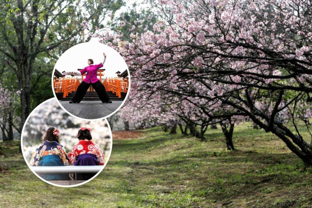 cherry blossom festival parque do carmo 2026 sakura matsuri são paulo