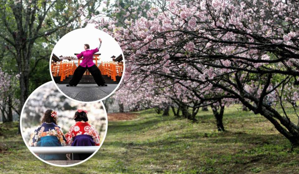 O 2º maior bosque de cerejeiras fora do Japão fica em SP e terá festival gratuito com 4.000 árvores e atrações típicas