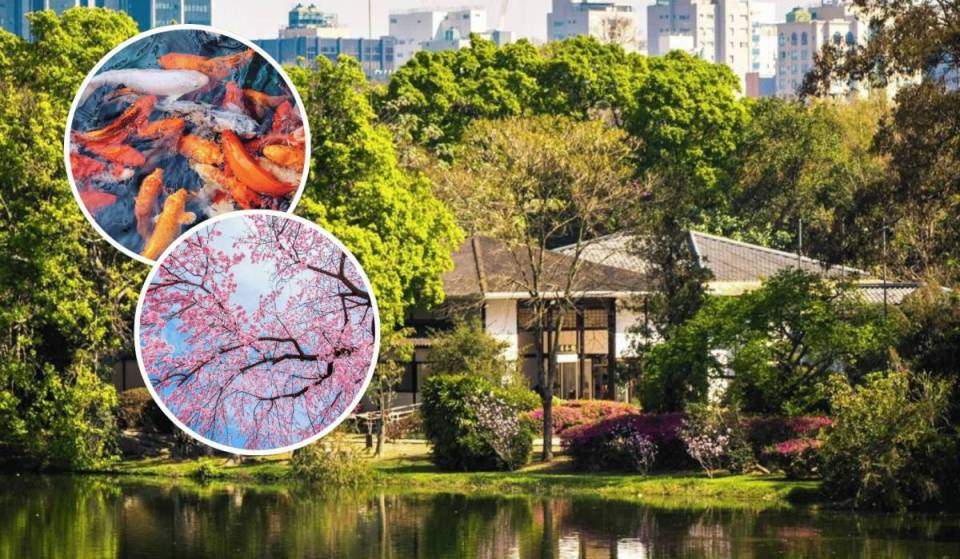Casarão japonês no coração de SP tem cerejeiras em flor e lago com 300 carpas coloridas: saiba como visitar sem pagar nada
