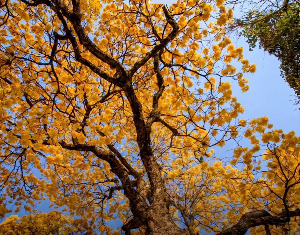 el ipê en São Paulo, en el parque Ibirapuera 