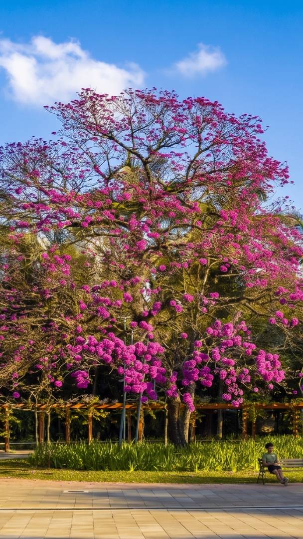 El espectáculo de los ipés ya ha empezado y convierte el principal parque de São Paulo en una obra de arte multicolor: ¡descubre cómo disfrutarlo antes de que se acabe!