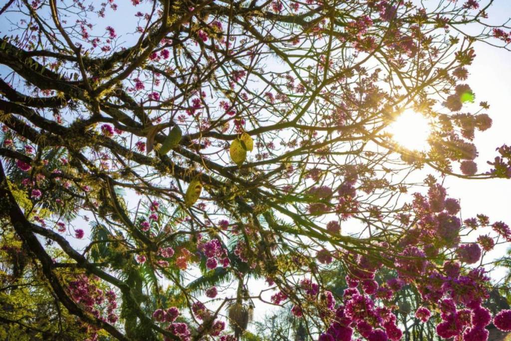 la floración de los ipés en São Paulo, en el parque Ibirapuera