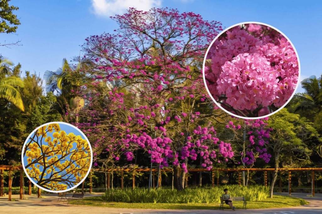 la floración de los ipés en São Paulo, en el parque Ibirapuera