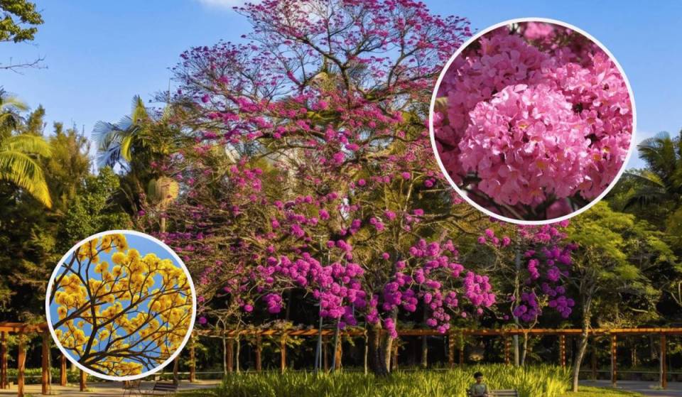O espetáculo dos ipês já começou e transforma o principal parque de SP em uma obra de arte multicolorida: saiba como apreciar antes que termine!