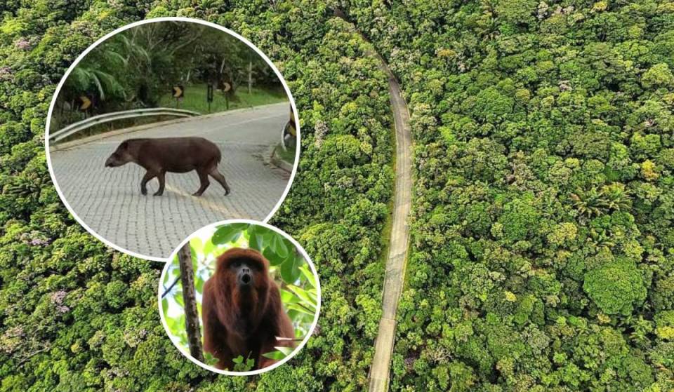 São Paulo’s first park highway features eco-friendly “asphalt,” lookout points in the Serra da Macaca, and restricted hours to protect animals in a rural park