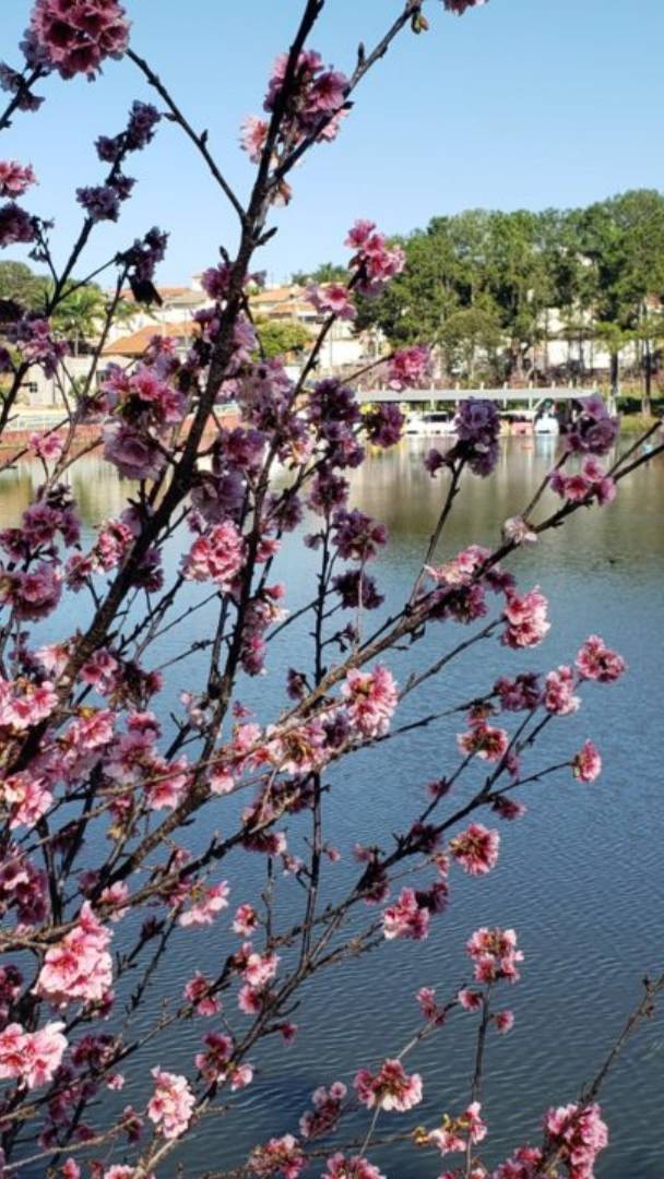 Escape the hustle and bustle of the capital: a cherry blossom festival in rural São Paulo celebrates Japanese culture with free concerts and traditional cuisine this holiday