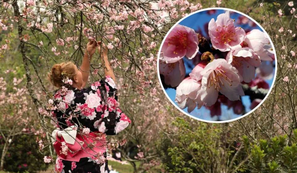 Escápate del bullicio de la capital: la fiesta de los cerezos en flor en el interior de São Paulo celebra la cultura japonesa con conciertos gratis y comida típica durante este día festivo