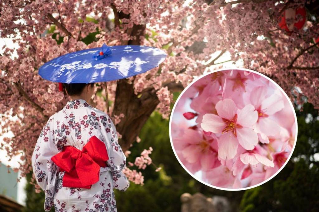 Cherry Blossom Festival in São Paulo: Sakura Matsuri