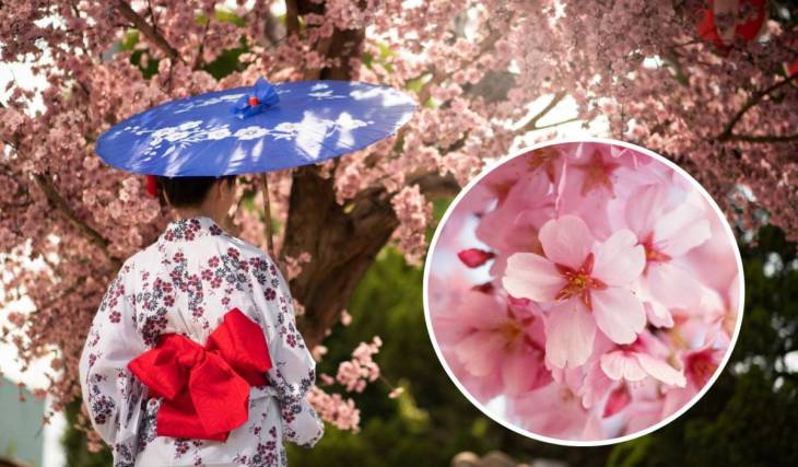 São Paulo’s most charming season has begun: cherry blossom festivals are painting the landscape pink from Itaquera to the São Paulo mountains this winter, with free tours