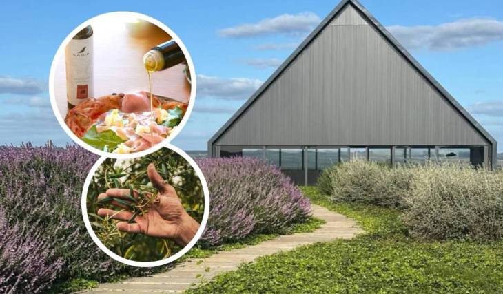 The “new gold” of the Serra da Mantiqueira: the best olive oil in the Southern Hemisphere comes from São Paulo, and you can visit the farm where it’s made