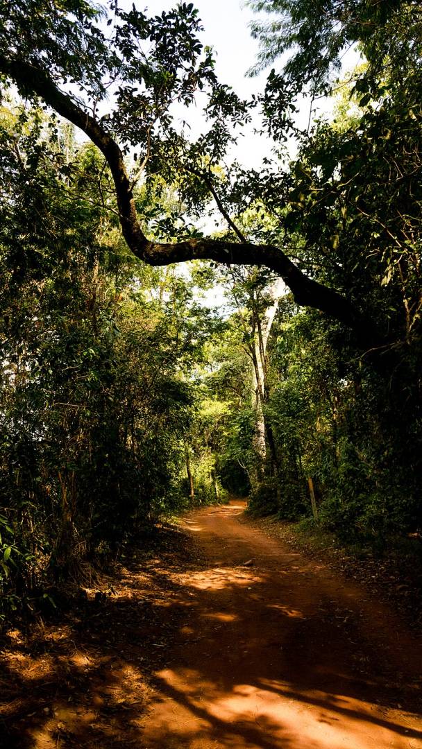 El segundo bosque urbano más grande de Brasil está a dos horas de São Paulo, con un mariposario gigante, senderos de hasta 11 km y entrada gratis el primer domingo de cada mes