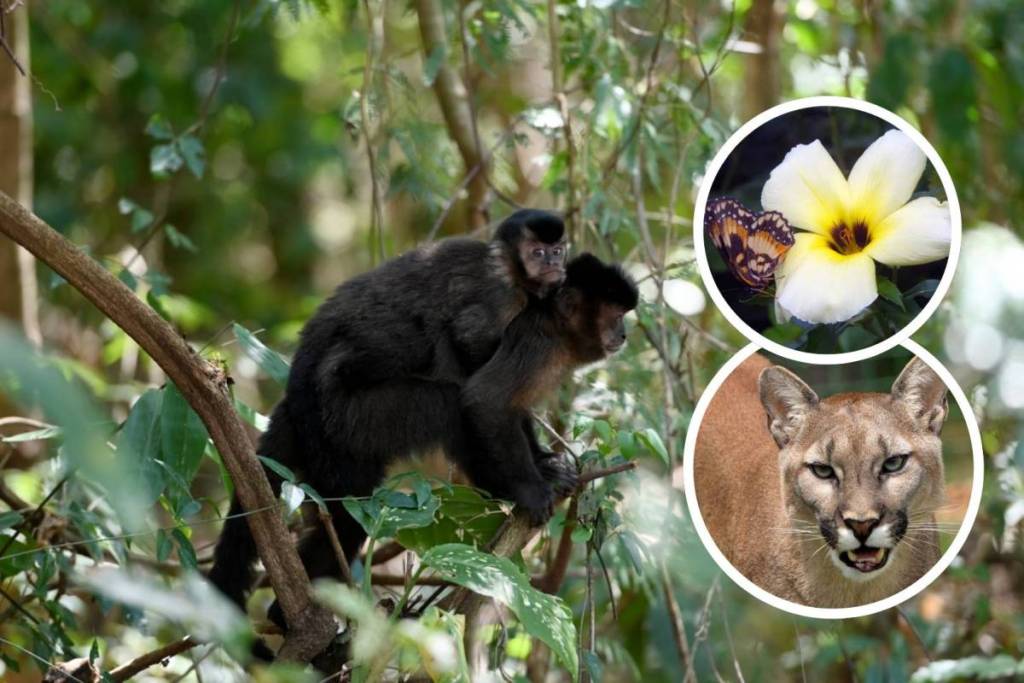 Brazil’s second-largest urban forest is just 2 hours from São Paulo, featuring a giant butterfly garden, trails up to 11 km long, and free admission on the first Sunday of the month