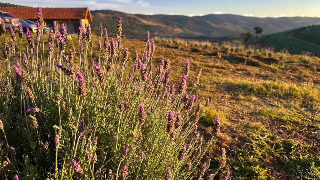 o que fazer em Cambuquira mg parque das águas termais lavandário