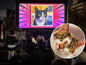 El festival gratuito de gatos se celebra este sábado en el CCSP con cine al aire libre, mercadillo y el espectáculo de monólogos «Gateira com Burnout» para celebrar el Día del Gato